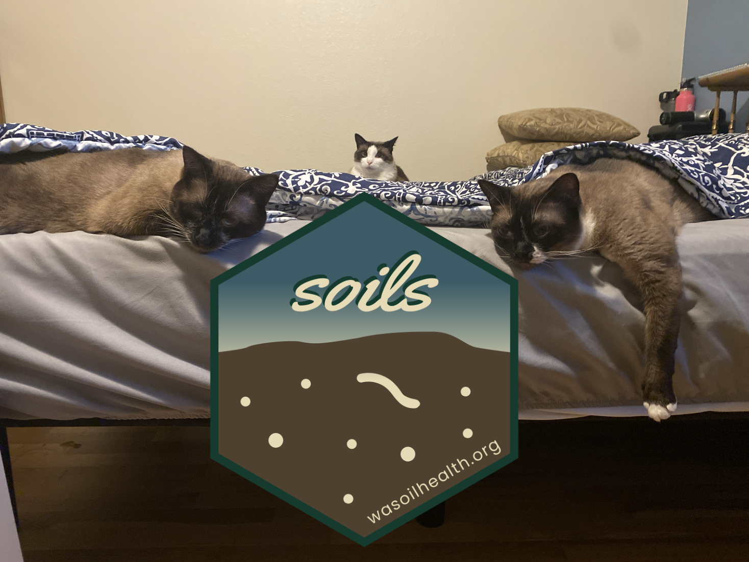 My three cats laying in bed with the {soils} R package hex sticker placed in the middle.